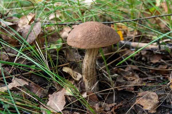 Skog Svamp Brun Överdel Boletus Växer Skogen Höst Bland Nedfallna — Stockfoto