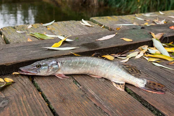파이크 물고기 Esox 빈티지 노란색 잎에을 시간에서 파이크 물고기는 물에서 — 스톡 사진