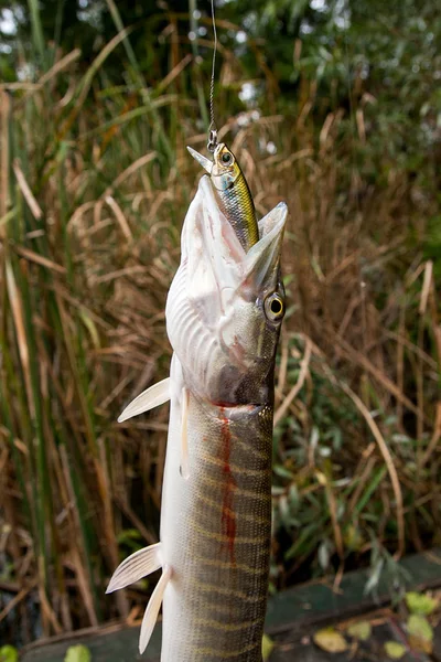 Los Peces Lucio Del Norte Agua Dulce Conocen Como Esox — Foto de Stock