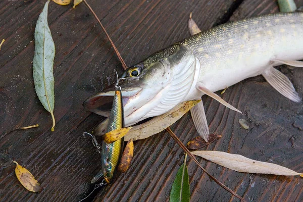Freshwater Northern Pike Fish Know Esox Lucius Lying Vintage Wooden — Fotografia de Stock