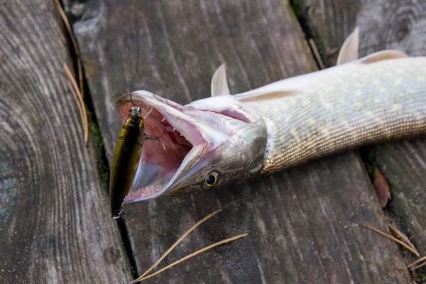 Tatlı Kuzey Pike Balık Esox Lucius Vintage Ahşap Arka Plan — Stok fotoğraf