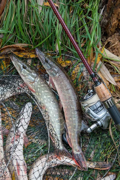 Štika Sladkovodní Ryby Znají Jako Esox Lucius Leží Podběrák Rybářského — Stock fotografie