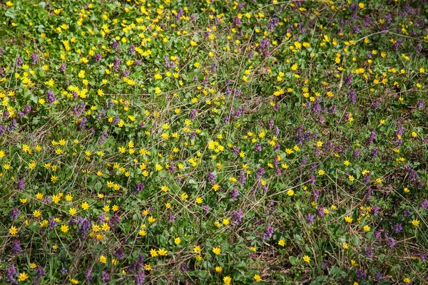 Celkový Pohled Kvetoucí Rostlina Corydalis Solida Močálu Marigold Blatouch Bahenní — Stock fotografie