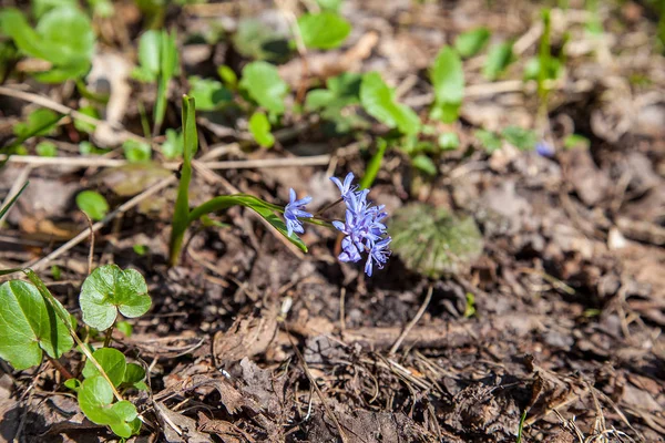 Close View Scilla Siberica Known Siberian Squill Wood Squill Blooming — Stock Photo, Image
