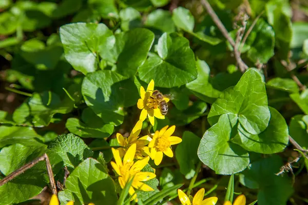 Vista Cerca Abeja Trabajadora Marsh Marigold Conocida Como Caltha Palustris — Foto de Stock