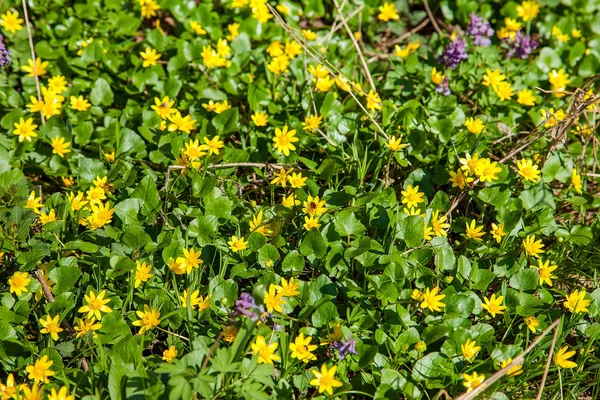 Vista Cerca Marsh Marigold Conocida Como Caltha Palustris Amarillo Creciendo — Foto de Stock