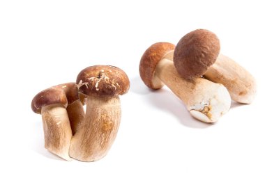 Şaşırtıcı yenilebilir mantar boletus mantarı sonbahar hasat (Kral bolete) porcini mantar bilinir. Porcini mantar ön ve arka arka plan beyaz arka plan üzerinde izole çeşitli