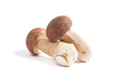 Şaşırtıcı yenilebilir mantar boletus mantarı sonbahar hasat (Kral bolete) izole üzerinde beyaz arka plan porcini mantar olarak bilinen
