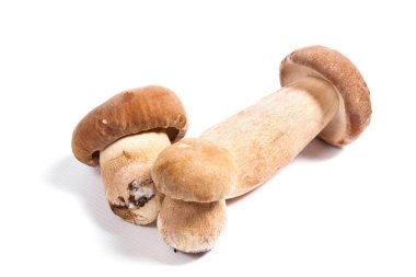 Şaşırtıcı yenilebilir mantar boletus mantarı sonbahar hasat (Kral bolete) izole üzerinde beyaz arka plan porcini mantar olarak bilinen