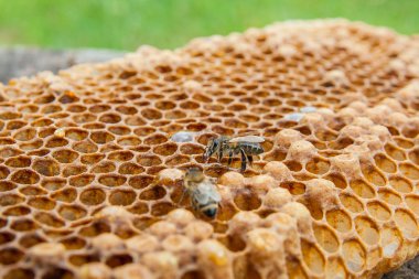 Tatlı bal ile petek üzerinde çalışma arı görünümü kapatın. Arı kovanı vintage ahşap arka plan üzerinde tatlı bal ile gelen sarı petek parçası. Güzel sarı petek arı bal toplanan