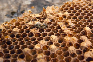 Tatlı bal ile petek üzerinde çalışma arı görünümü kapatın. Arı kovanı vintage ahşap arka plan üzerinde tatlı bal ile gelen sarı petek parçası. Güzel sarı petek arı bal toplanan