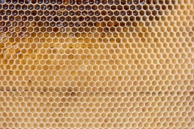 Tatlı bal ile sarı petek görünümünü kapatın. Arka plan olarak tatlı bal ile sarı petek parçası