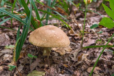 Boletus mantarı (İngilizce: cep, penny topuz, porcino veya Kral bolete, genellikle porcini mantar olarak adlandırılır) Sonbahar sezonu Orman zeminine moss ve düşen yapraklar arasında yetişen