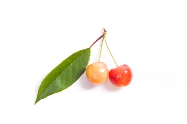 Beyaz adam üzerinde kiraz ağacının yaprak yeşil ile sarı tatlı kiraz çilek