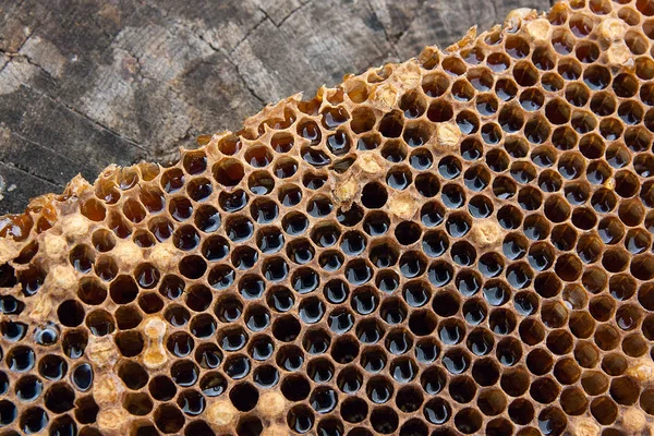 Närbild Bild Honeycomb Med Söt Honung Bit Gul Vaxkaka Med — Stockfoto