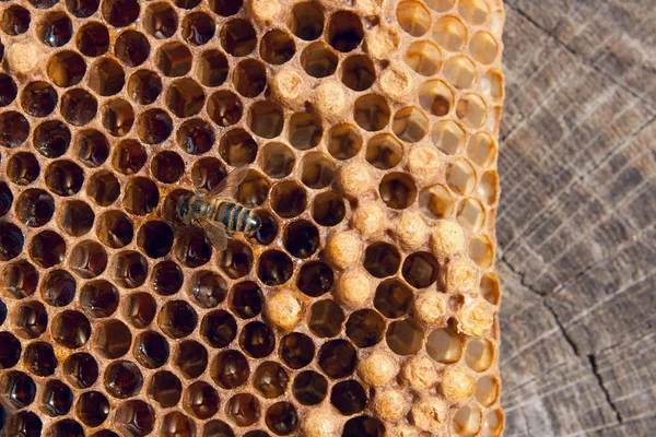 甘い蜂蜜とハニカムで 働き蜂のビューを閉じます ヴィンテージの木製の背景の上に甘い蜂蜜と蜂の巣から黄色のハニカムの作品 美しい黄色い蜂の巣蜂蜜を収集 — ストック写真