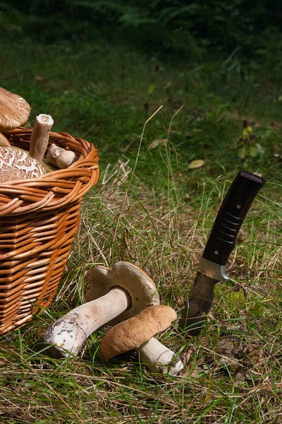 Harvested Autumn Amazing Edible Mushrooms Boletus Edulis King Bolete Known — Stock Photo, Image