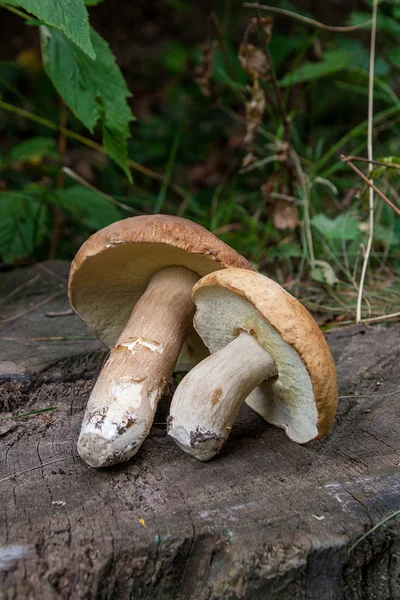 Сбор Осенью Удивительные Съедобные Грибы Boletus Edulis Король Болет Известный — стоковое фото