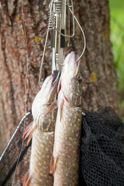 Freshwater Northern pike fish know as Esox Lucius on fish stringer and fishing equipment. Fishing concept, good catch - big freshwater pikes fish just taken from the water on fish stringer and fishing rod with reel on natural background.