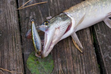 Tatlı su Kuzey pike balık Esox Lucius vintage ahşap arka plan üzerinde yalan olarak biliyor. Kavramı, iyi av - büyük tatlı su pike balık balıkçılık cazibesine ağız ve vintage ahşap arka plan ile Balık tutma