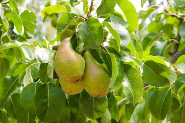 Olgun armut ağacı dalı. Bahçedeki organik armut. Görünümü armut kadar yakın büyümeye armut ağacı dalı yaprakları altında güneş ışığı ile. Armut tarih seçici odak