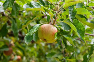 Belgili tanımlık ağaç dal dal, meyve bahçesi çekilmeye hazır meyve olgun organik elma ile yakın çekim
