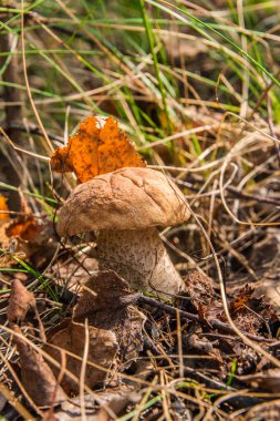 Sonbahar ormana düşen yapraklar ve otların arasında büyüyen yenilebilir orman mantar kahverengi kap çörek görünümünü kapat
