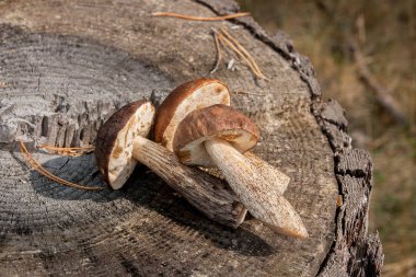Birkaç yenilebilir mantar kahverengi kap çörek çörek badius bilinen şaşırtıcı sonbahar hasat. Ahşap sonbahar güneşli kahverengi kap çörek doğal ahşap zemin üzerinde kompozisyon grup yenilebilir mantar.