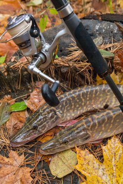 Tatlı su Kuzey pike balık Esox Lucius bir ahşap kenevir ve balık tutmak için ekipmanlar üzerinde yalan olarak biliyor. Balık tutma kavramı, iyi yakalamak - balık büyük tatlı su pike sadece alınan eski ahşap kenevir ve Olta Makarası ile sudan