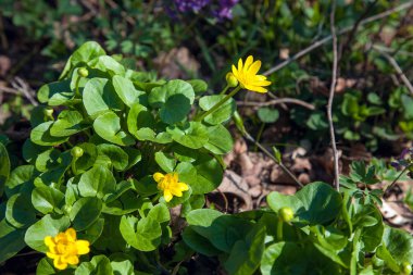 Marsh sarı ıslak woodland bahar zaman büyüyen Caltha palustris olarak bilinen Marigold görünümünü kapat