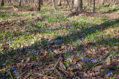 Sibirya squill veya bahar ormanda çiçek açan ahşap squill olarak bilinen scilla siberica genel görünümü çiçekli bitki. Bahar zamanı, ormandaki küçük mavi çiçek çiçek.