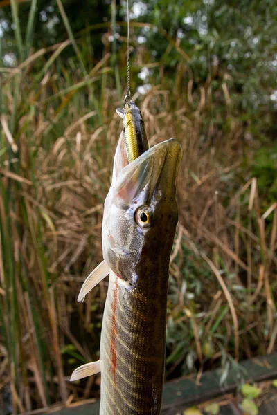 파이크 물고기 Esox 파이크 미끼와 물고기 — 스톡 사진