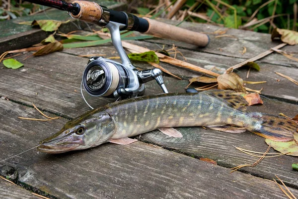 Štika Sladkovodní Ryby Znají Jako Esox Lucius Rybářský Prut Navijákem — Stock fotografie