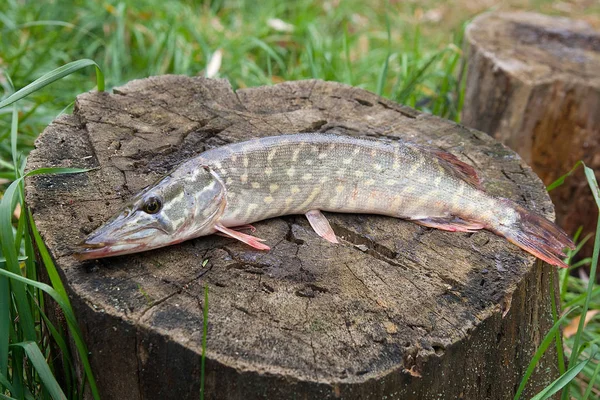 Sötvatten Gädda Fisk Vet Som Esox Lucius Liggande Trä Hampa — Stockfoto