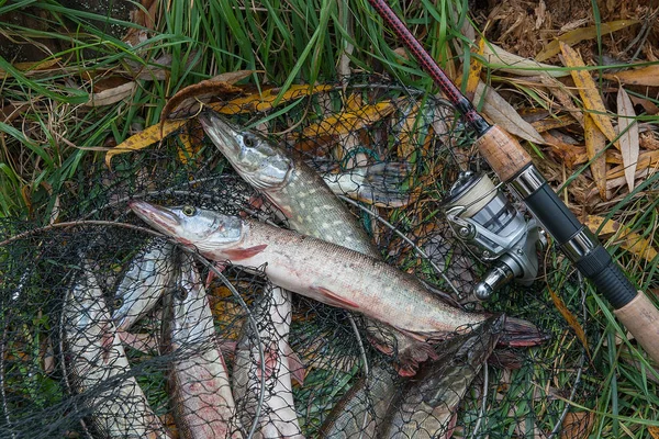 Freshwater Northern Pike Fish Know Esox Lucius Lying Landing Net — Fotografia de Stock