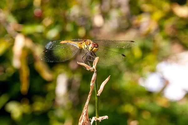 Dragonfly Sitting Dry Branch Beautiful Dragonfly Sympetrum Dragonfly Sympetrum Flaveolum — Stock Photo, Image