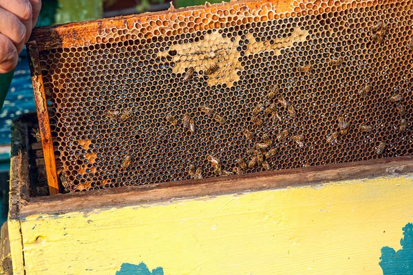 Close View Working Bees Honeycomb Sweet Honey Honey Beekeeping Healthy — Stock Photo, Image