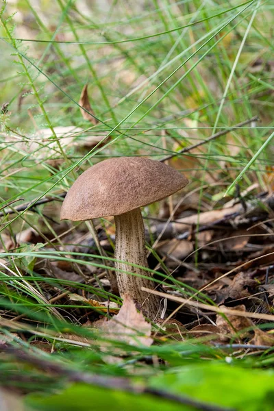 Bosque Setas Boletus Gorro Marrón Que Crece Bosque Otoño Entre — Foto de Stock