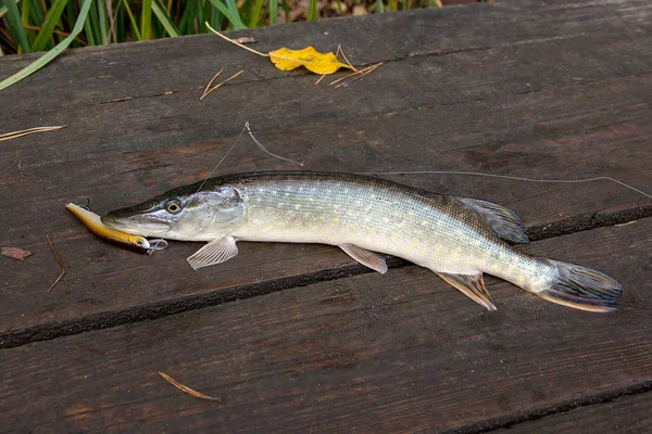 Acqua Dolce Pesce Luccio Del Nord Conosciuto Come Esox Lucius — Foto Stock