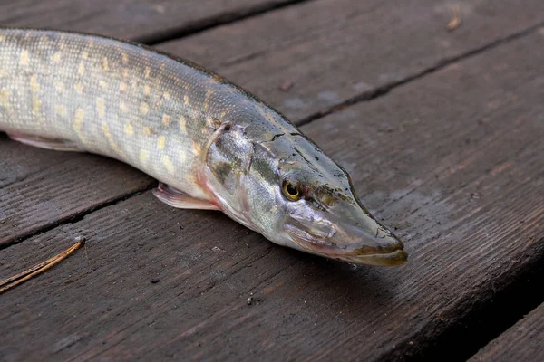 파이크 물고기 Esox 빈티지 배경가 시간에서 파이크 물고기는 물에서 — 스톡 사진