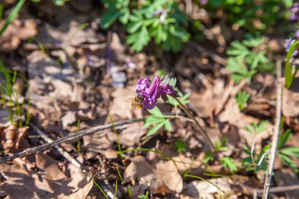 Vista Vicino Ape Fiori Selvatici Viola Corydalis Nella Foresta Primaverile — Foto Stock