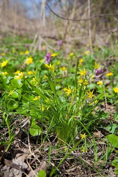 Gagea Lutea Stella Gialla Betlemme Che Sboccia Nella Foresta Primaverile — Foto Stock