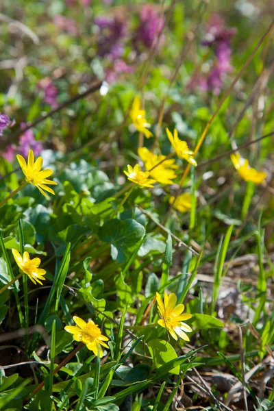 Nahaufnahme Der Als Caltha Palustris Bekannten Sumpfblume Gelb Die Frühling — Stockfoto