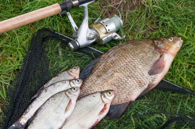 Yığın yeni su büyük tatlı su ortak çipura bronz çipura veya sazan balığı (Abramis brama) ve beyaz çipura veya gümüş balık olta ile reel doğal zemin üzerine ile blicca bjoerkna olarak bilinen olarak bilinen çekilen. Balık, doğal kompozisyon b