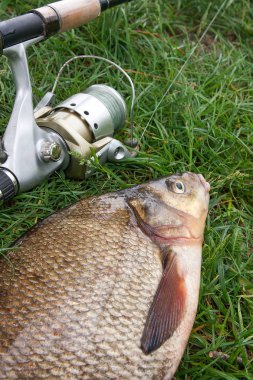 Görünümü kadar sadece su büyük tatlı su ortak çipura bronz çipura veya sazan balığı (Abramis brama) ve olta ile doğal zemin üzerine reel olarak bilinen alınan kapatın. Balık ve olta ile reel yeşil çimenlerin üzerinde doğal bileşimi