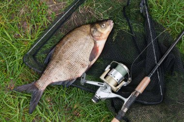 Yeni su temiz su ortak çipura bronz çipura veya sazan balığı (Abramis brama) ve olta ile doğal zemin üzerine reel olarak bilinen çekilen. Net ve olta ile yeşil çimenlerin üzerinde reel Balıkçılık Balık, doğal bileşimi