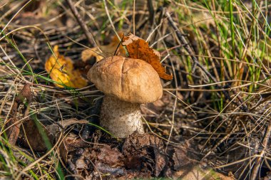 Sonbahar ormana düşen yapraklar ve otların arasında büyüyen yenilebilir orman mantar kahverengi kap çörek görünümünü kapat