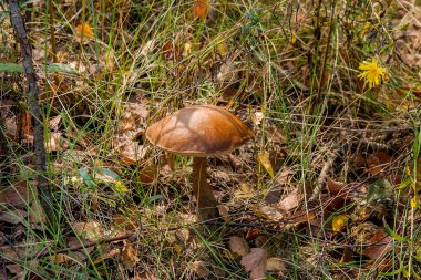Sonbahar ormana düşen yapraklar, yosun ve otların arasında büyüyen orman mantar kahverengi kap çörek. Yenilebilir mantar defne bolete (Boletus badius) ahşap sonbahar güneşli