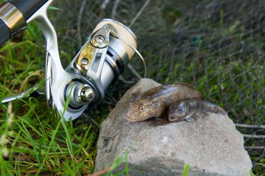 Tatlı su bullhead balık veya yuvarlak kaya balığı Neogobius melanostomus ve yeni denizden çekilen Neogobius fluviatilis pallasi olarak bilinen balık. Gri taş arka plan ve olta ile reel doğal adam üzerinde kaya balığı balık adında iki ham bullhead balık