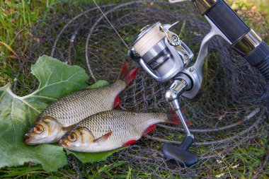 İki tatlı su ortak rudd balık scardinius erythrophthalmus siyah Balık ağı ve ot olarak bilinen görünümünü kapatın. Sadece su ve olta ile reel doğal zemin üzerine alınan tatlı su ortak rudd balık.